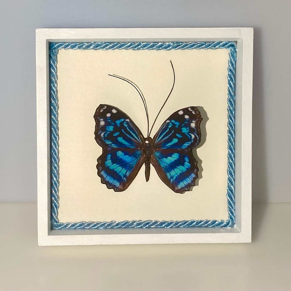 Butterfly Shadow Box
